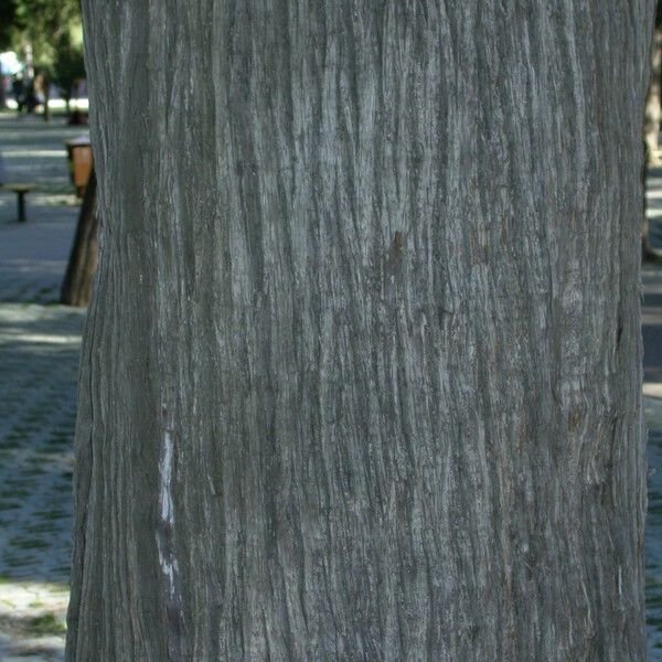 Juniperus chinensis Rusca