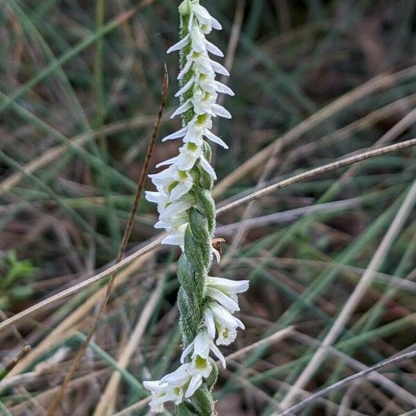 Spiranthes spiralis Kwiat