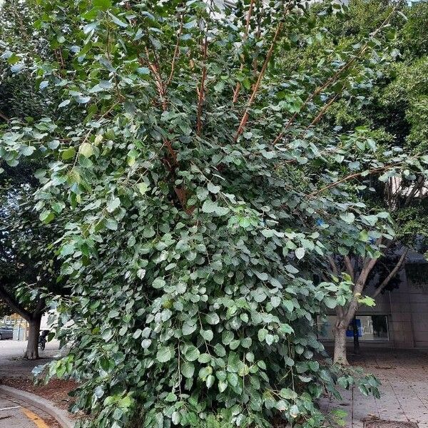 Ficus religiosa Habit