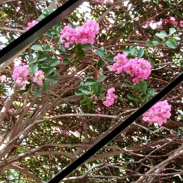 Lagerstroemia indica Fiore