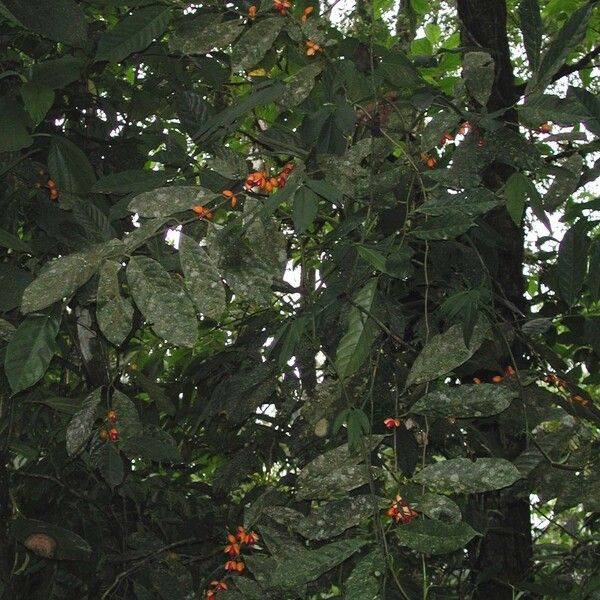 Compsoneura mexicana