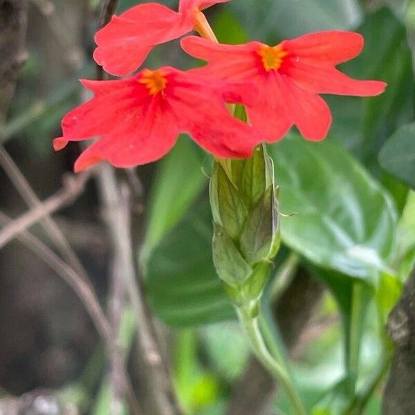 Crossandra massaica Blomma