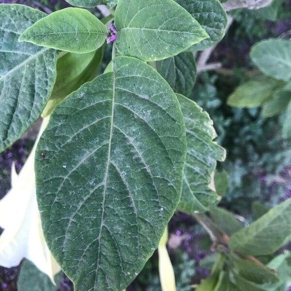 Brugmansia × candida Fuelha