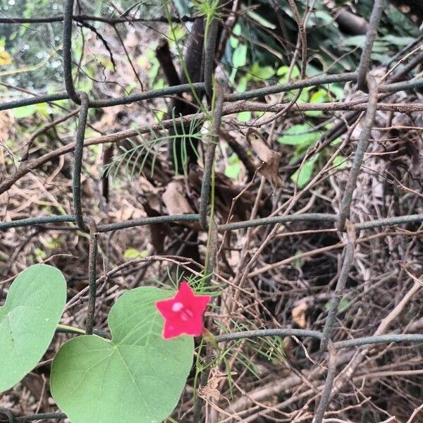 Ipomoea quamoclit Drugo