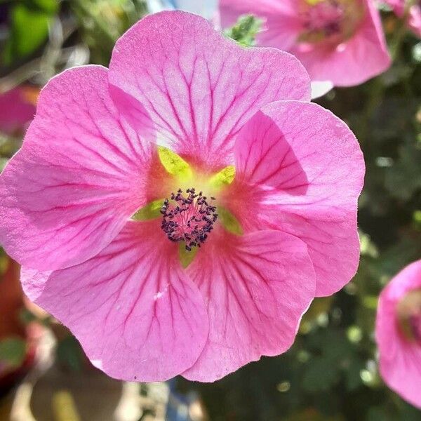 Anisodontea capensis Flower