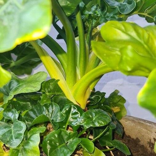 Philodendron bipennifolium Fuelha