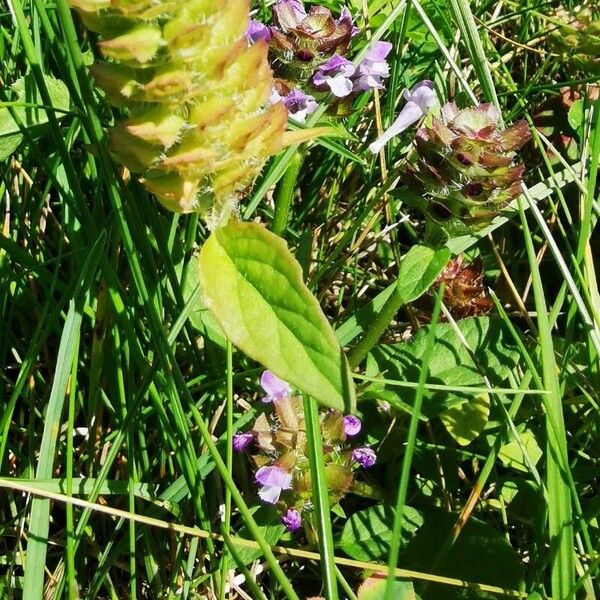 Prunella vulgaris Frukto