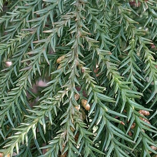 Cryptomeria japonica Leaf