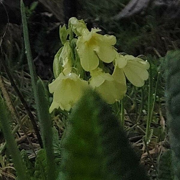 Primula sikkimensis Cvet