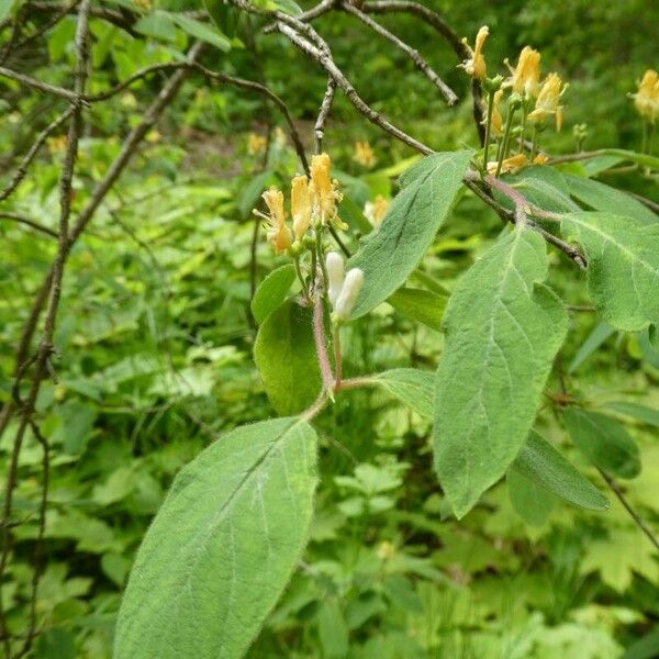 Lonicera xylosteum ഇല