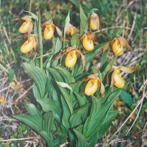 Cypripedium parviflorum फूल