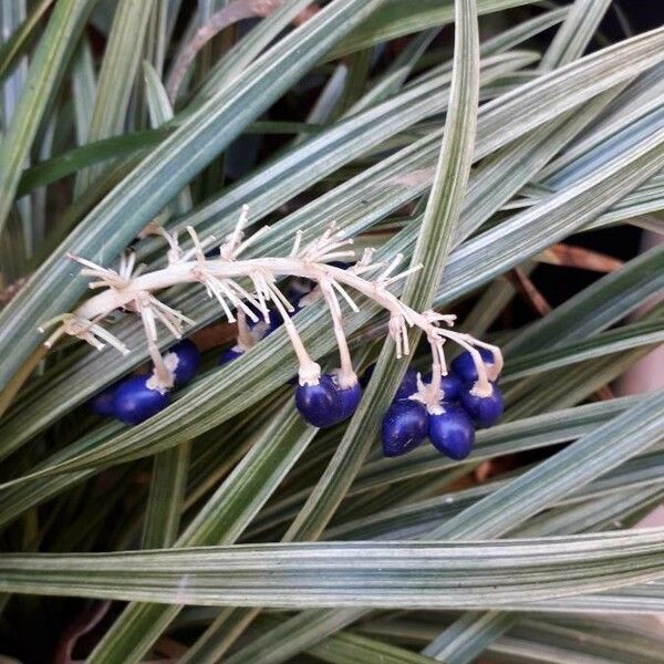 Ophiopogon japonicus Fruit