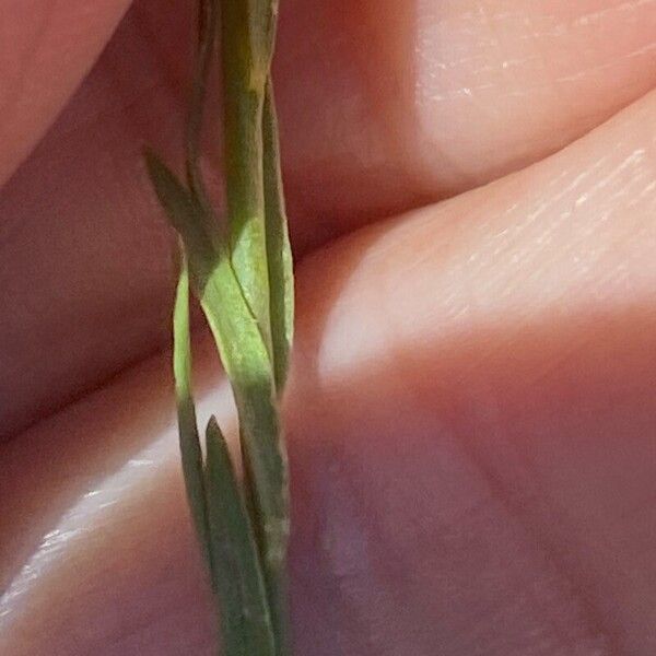 Thymelaea passerina Leaf