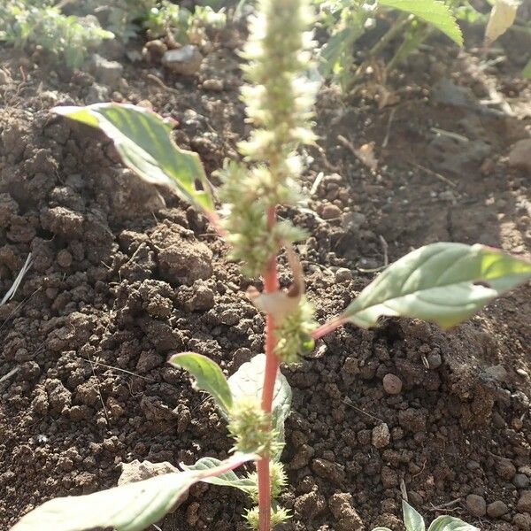 Amaranthus dubius Habit