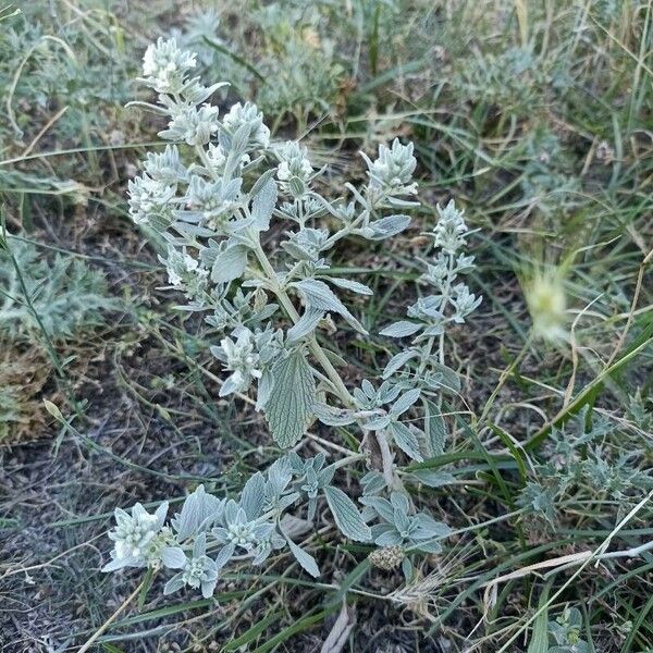 Marrubium peregrinum Habit