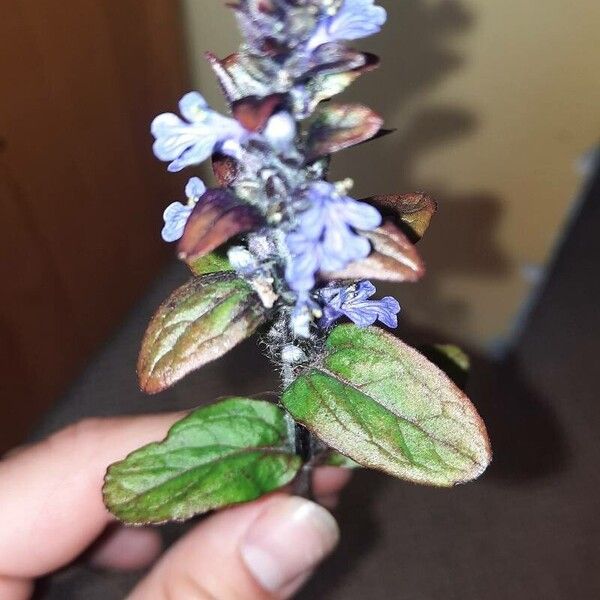 Ajuga reptans Deilen