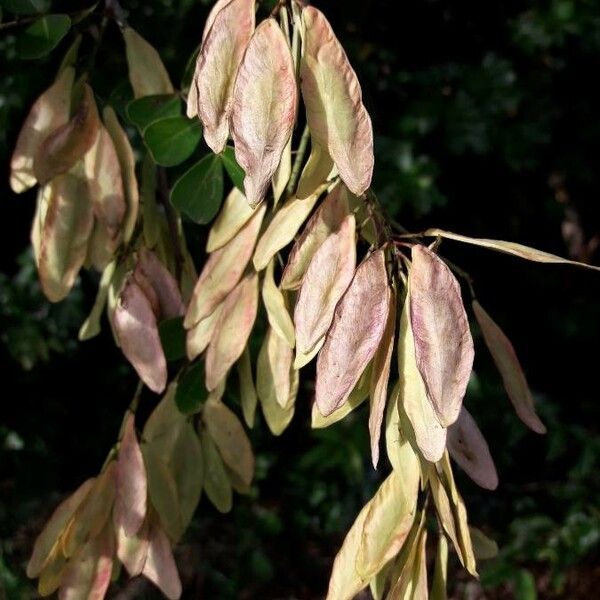 Haematoxylum campechianum ᱡᱚ