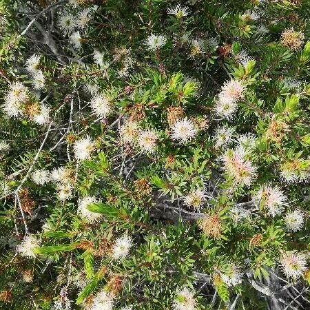 Melaleuca gnidioides Floare