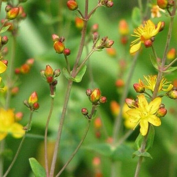 Hypericum pulchrum Other