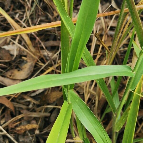 Urochloa eminii 葉