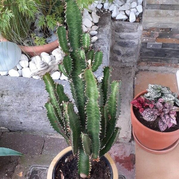 Euphorbia trigona Fuelha