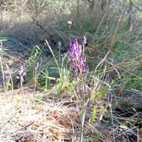 Prospero autumnale Flower