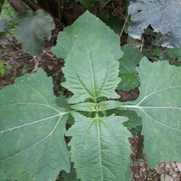 Sigesbeckia orientalis Blad