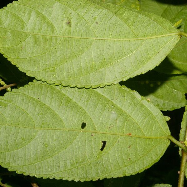 Acalypha diversifolia Leht