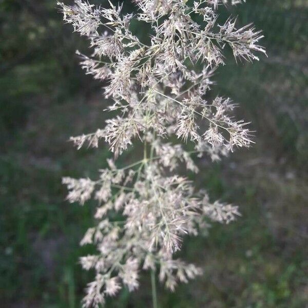 Agrostis gigantea Flower