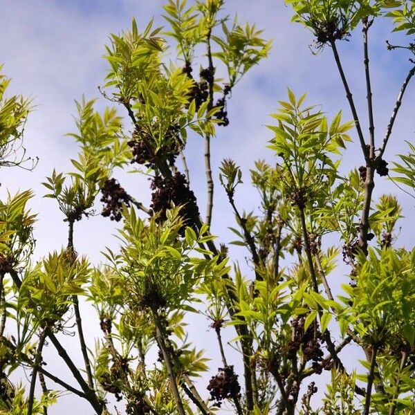 Fraxinus excelsior Yeri