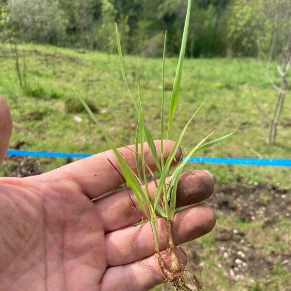 Panicum repens Deilen