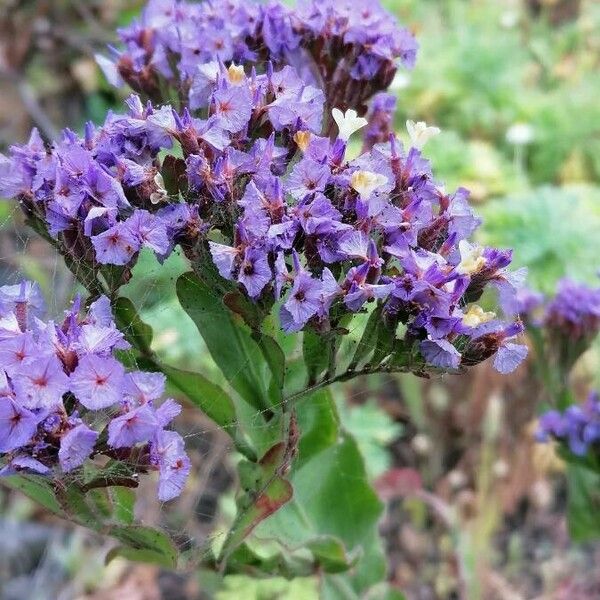 Limonium sinuatum Flower