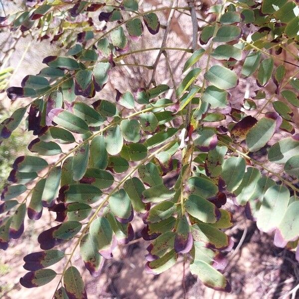 Gliricidia sepium Leaf