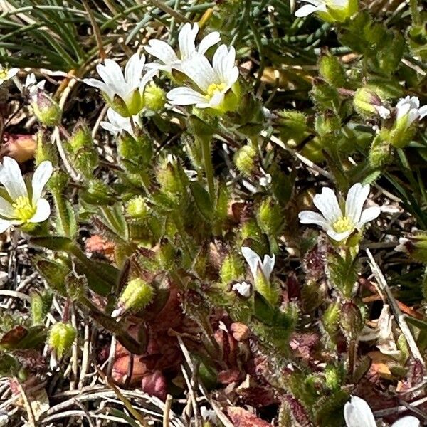 Cerastium ramosissimum Flower