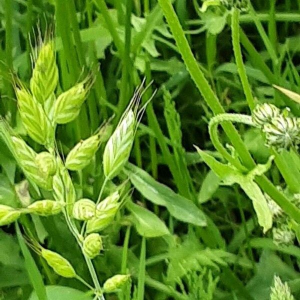 Bromus hordeaceus Blüte