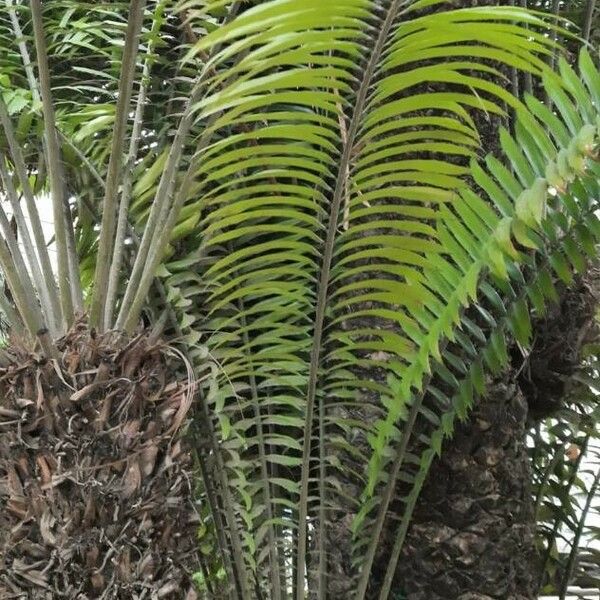 Encephalartos tegulaneus Blad