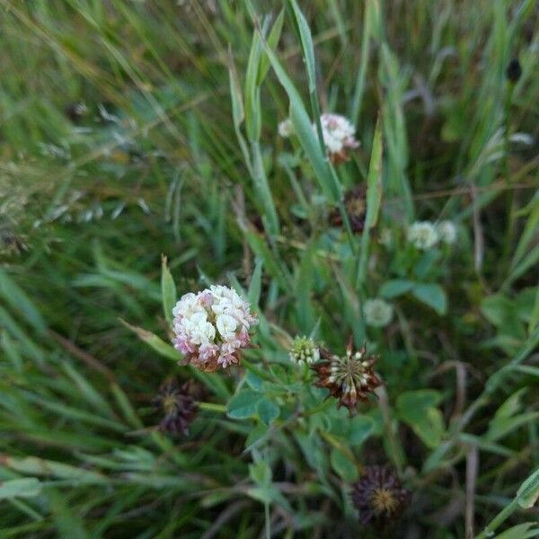 Trifolium hybridum Lorea