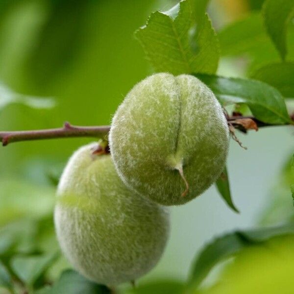 Prunus persica Плод