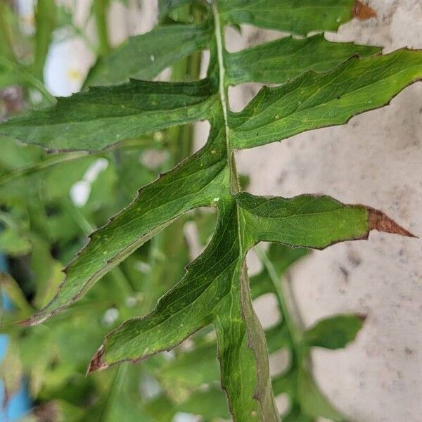 Erechtites valerianifolius Лист