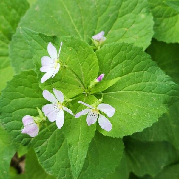 Viola canadensis 花