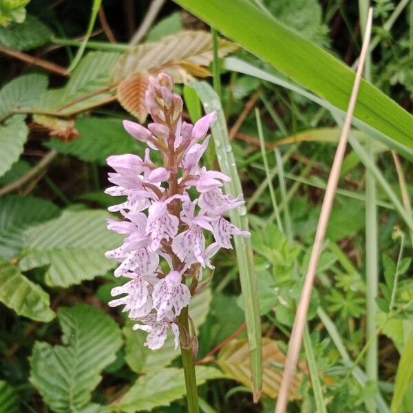 Dactylorhiza fuchsii 花