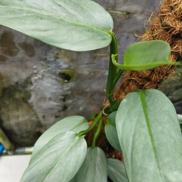 Philodendron hastatum 叶