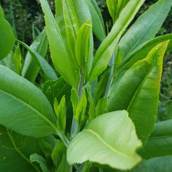 Lepidium latifolium Leaf