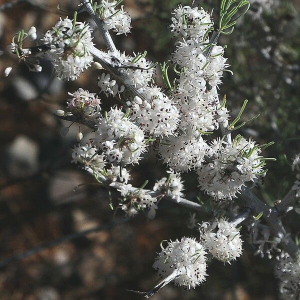 Asparagus albus Blüte