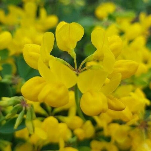 Coronilla valentina Flower