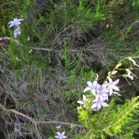 Campanula rapunculus Облик