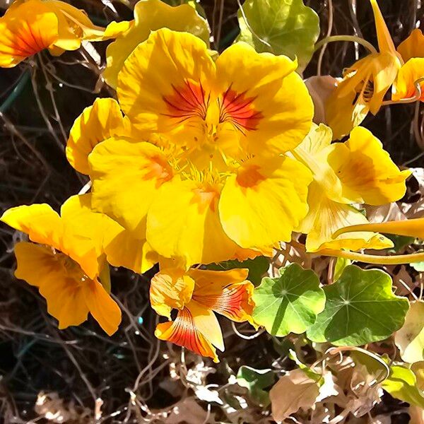 Tropaeolum minus Flor