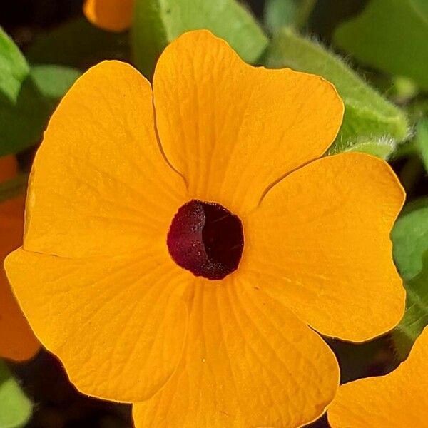 Thunbergia alata Цветок