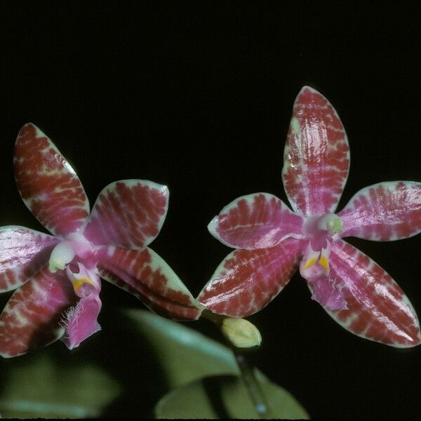 Phalaenopsis lueddemanniana Květ