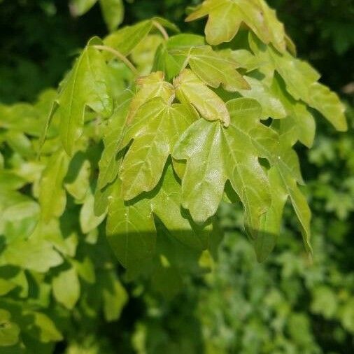 Acer campestre Leaf